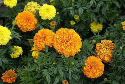 ZAKSCO BIZWORTH marigold/gende ka phool flower seeds Seed(50 per packet)