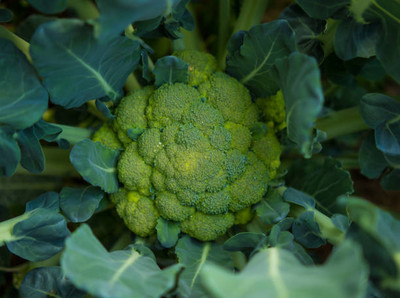 Infintegreen white cauliflower,gobhee seeds Seed(30 per packet)