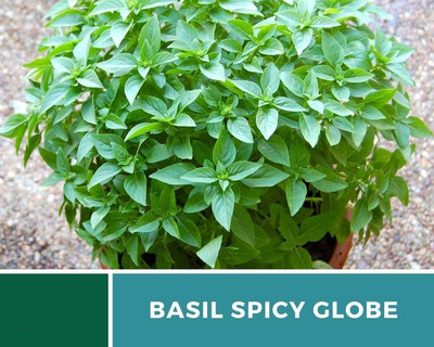 WILLVINE XL-55 Basil Spicy Globe Bush Seed(1000 per packet)