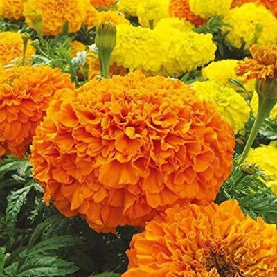 Quentova African गेंदे का फूल / Marigold (Genda) Orange-PUA-3R Seed(150 per packet)