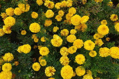 PABBA marigold/gende ka phool flower seeds Seed(75 per packet)