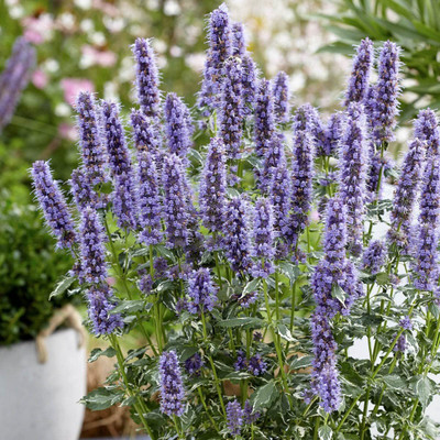 CYBEXIS XLR-57 - Crazy Fortune Variegated Hummingbird Mint - (150 Seeds) Seed(150 per packet)