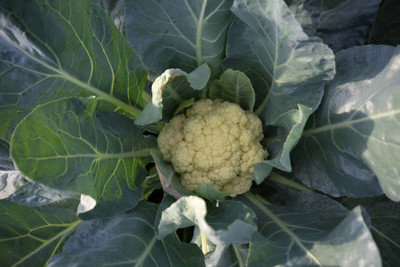 Weber white cauliflower,gobhee seeds Seed(30 per packet)