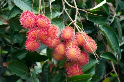 MAA LITCHI,LICHEE,LYCHEE Seed(10 per packet)