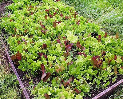 Qualtivate LXI-840 This is a Mix!Microgreens Mix 40 Varieties Seed(200 per packet)
