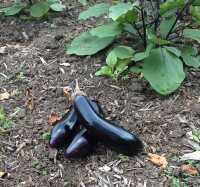 VibeX ® VMR-465 Long Brinjal Baingan Seed Seed(200 per packet)