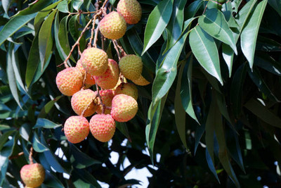 MAA LITCHI,LICHEE,LYCHEE Seed(11 per packet)