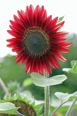 BSARKAR red sunflower seed Seed(20 per packet)
