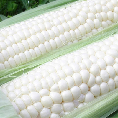 KNESSiN Corn Seed(200 per packet)