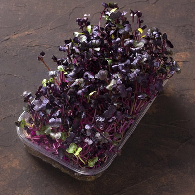 Qualtivate RES-7A Natural Rambo Radish Microgreen Seed(300 per packet)