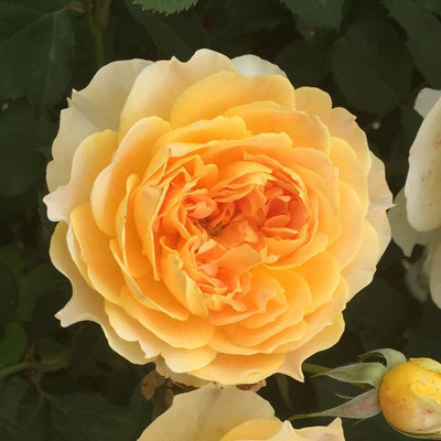 CYBEXIS KGF -71 - Yellow Rose Bush - (100 Seeds) Seed(100 per packet)