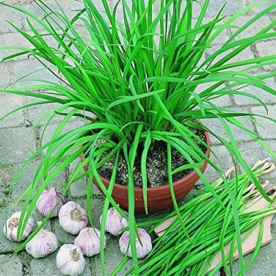 CYBEXIS PAU-96 - Geisha Garlic Chives - (750 Seeds) Seed(750 per packet)