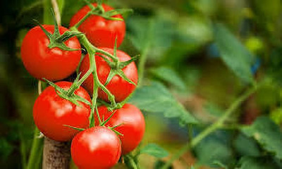 XOLDAA hybrid f1 quality tomato seeds Seed(30 per packet)