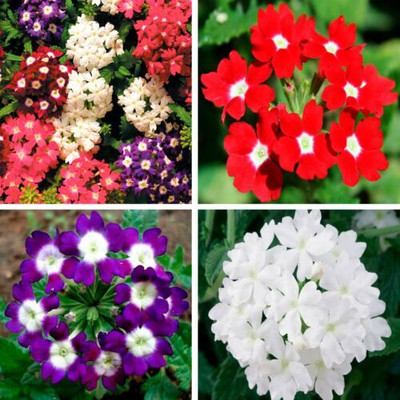 Mozette Exotic verbena Seed(22 per packet)