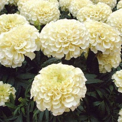 Qualtivate LX-685 White African Marigold Seeds Seed(500 per packet)