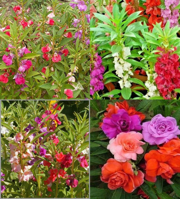 ibains Balsam mix flower seeds garden beez 70 Seed(70 per packet)