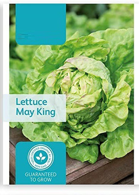 CYBEXIS Lettuce2000 Seeds Seed(2000 per packet)