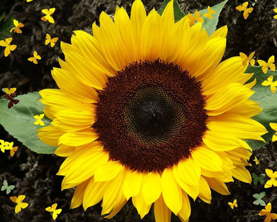 BDSresolve sunflower seeds for planting/sunflower seeds 16 Seed(16 per packet)