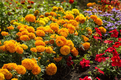 classic green earth marigold/gende ka phool flower seeds Seed(50 per packet)