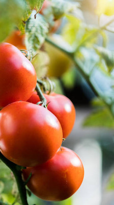JENY tomato Seed(30 per packet)