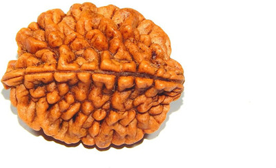 Urancia Two Mukhi 2 Mukhi Rudraksh 17.6ct Nepal bead Big Size For Pooja Seed(1 per packet)