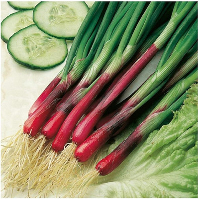 KNESSiN Onion Spring BUNCHING Seed(1250 per packet)