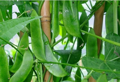 WATIKA Lima Beans Vegetable Garden Seed(400 per packet)