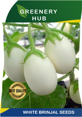 Greenery Hub Premium White Brinjal Seeds for a Crisp and Flavorful Harvest Seed(50 per packet)