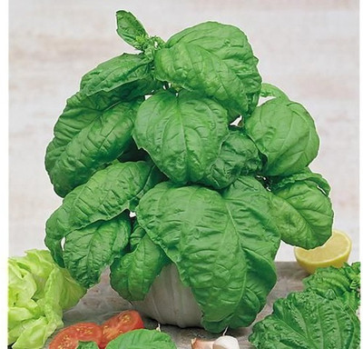 Qualtivate LX-32 Basil Seeds,Lettuce Leaf Seed(1000 per packet)