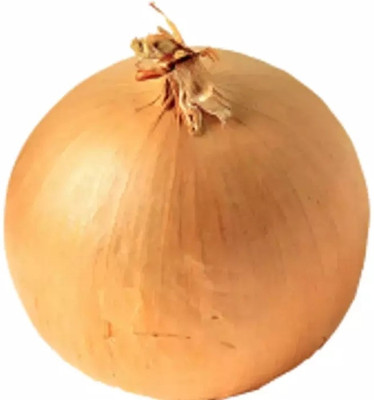 WATIKA Onion Yellow Onion Seed(2000 per packet)