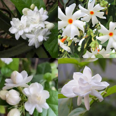 ibains Night jasmine seeds bij 17 Seed(17 per packet)