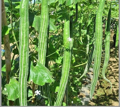 jui halder snake gourd seeds, chichinga seeds Seed(35 per packet)