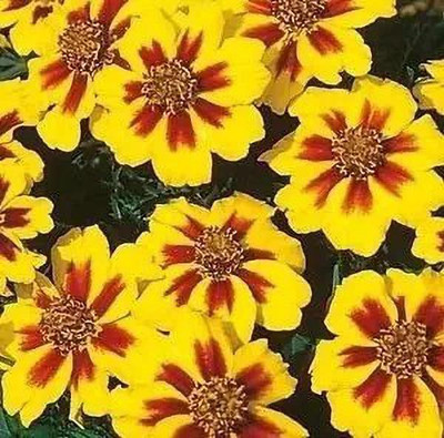 MAA French Marigold Seed(50 per packet)