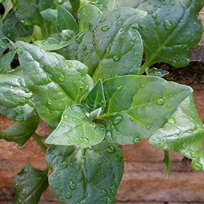 VibeX ® XXL-93 New Zealand Spinach Seeds Seed(500 per packet)