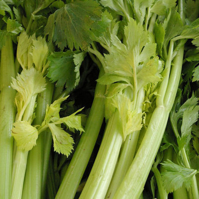 ENTENT Celery D Elbe heirloom Seed(80 per packet)