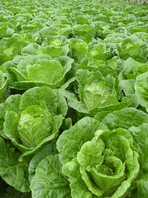 jungli F1 Hybrid lettuce seeds, Green Lettuce Seed(105 per packet)