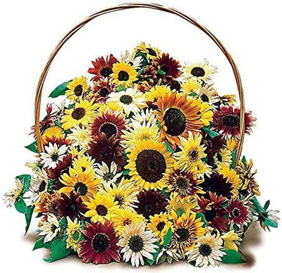 WILLVINE VVI-90 Monet's Palette Mix Sunflower Seeds Seed(200 per packet)