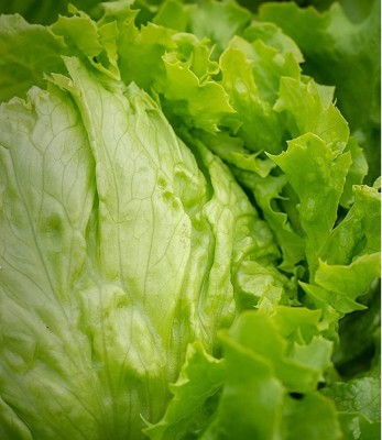 Biosnyg Lettuce Iceberg Seed(1000 per packet)