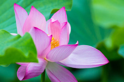 Dia lotus,kamal gatta Seed(15 per packet)