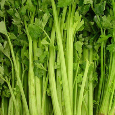 VibeX VXI-2 - Tall Utah Celery - (250 Seeds) Seed(250 per packet)