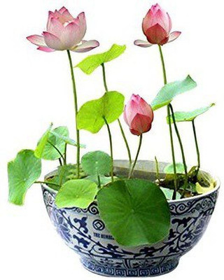 the green dotcom VNR lotus original hybrid F1 seed Seed(50 per packet)