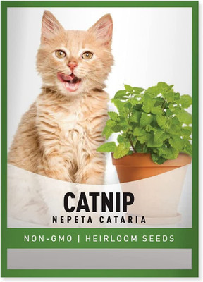 VibeX KGF -3 - Catnip (Nepeta cataria) - (4500 Seeds) Seed(4500 per packet)