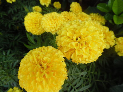 MAHYCO HYBRID TINDA marigold,gende ka phool seeds Seed(22 per packet)