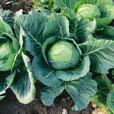 Greenfall Cabbage Seeds Seed(50 per packet)