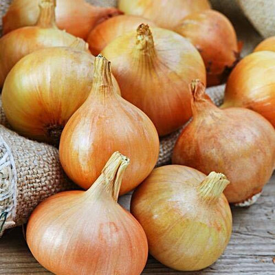 Qualtivate HUA-5A Sweet Yellow Spanish Onion Seed(500 per packet)