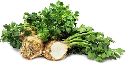 CYBEXIS GUA-66 - Root Celery -Celeriac - (250 Seeds) Seed(250 per packet)