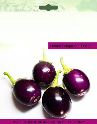CYBEXIS NBIR-93 - Hybrid Brinjal CHU CHU - (1350 Seeds) Seed(1350 per packet)