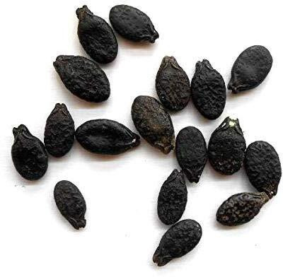 KNESSiN Sponge Gourd-{400 Seeds} Seed(400 per packet)