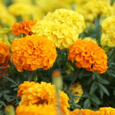 DEYS AGRO ™ hybrid mix marigold flower seeds Multi-Color Blooms Seed(73 per packet)