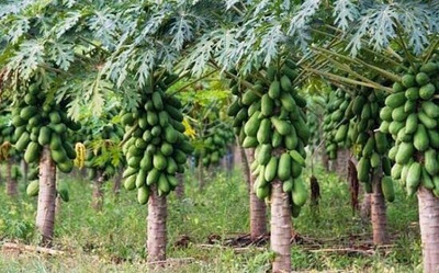 Growbyte ™ Hybrid papaya seeds for home garden Seed(50 per packet)